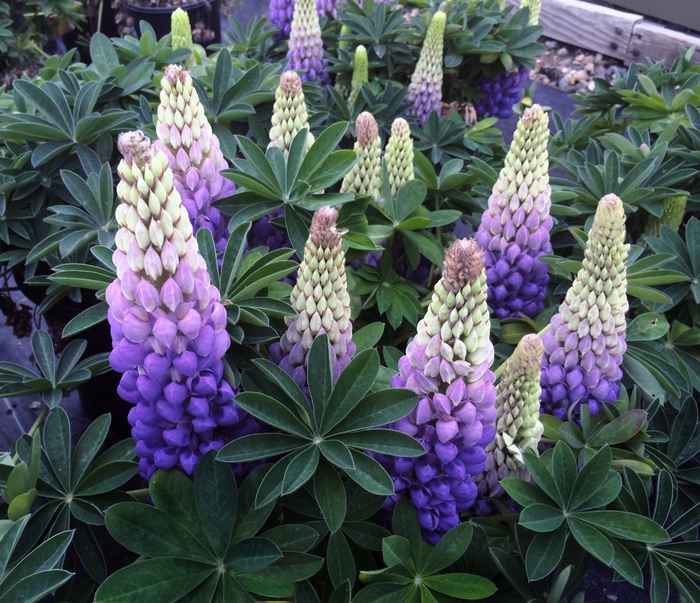 Lupine 'Westcountry Persian Slipper' - Lupinus polyphyllus from The Flower Spot