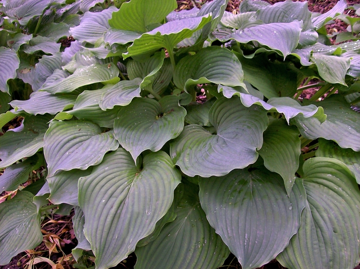 Hosta 'Komodo Dragon' - Hosta from The Flower Spot
