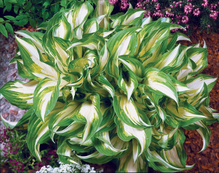 Hosta 'Mediovariegata' - Hosta undulata from The Flower Spot Hosta 'Mediovariegata' - Hosta undulata from The Flower Spot