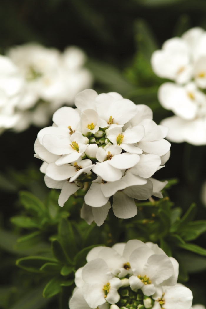 Candytuft 'Purity' - Iberis sempervirens from The Flower Spot