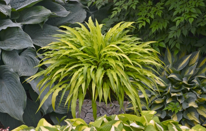 Hosta 'Curly Fries' - Hosta from The Flower Spot Hosta 'Curly Fries' - Hosta from The Flower Spot