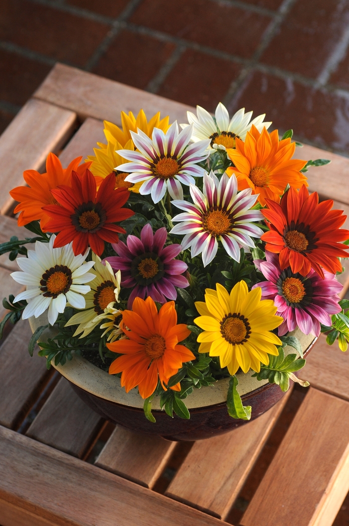 Gazania 'New Day Mix' - Gazania rigens from The Flower Spot