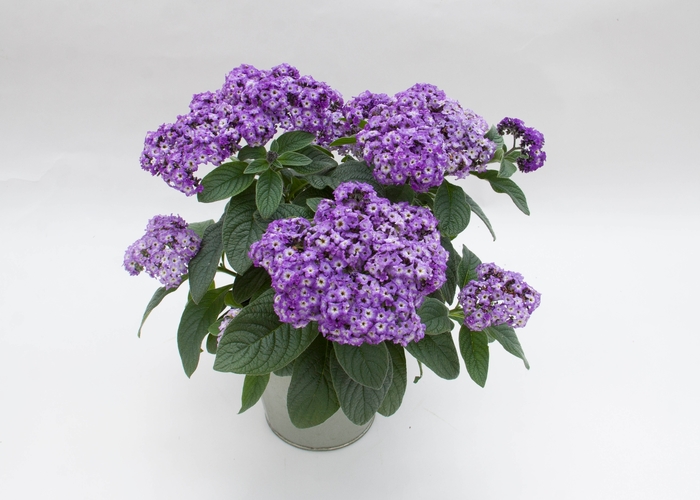 Heliotrope - Heliotropium arborescens 'Marino™ Blue' from The Flower Spot