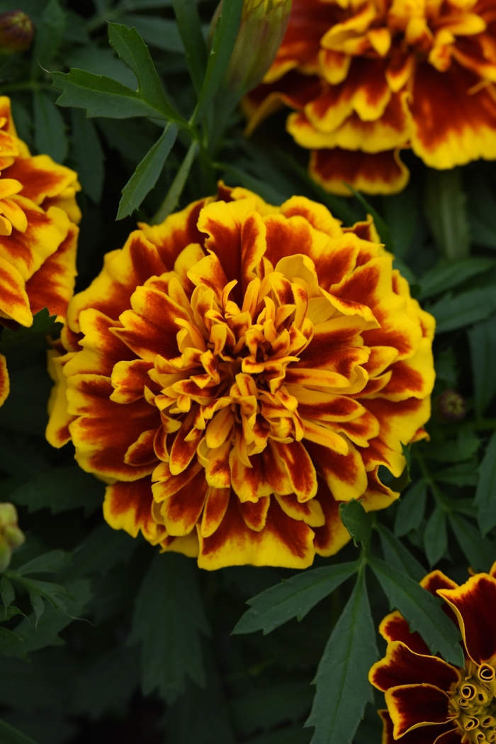 Marigold 'Bonanza Bee' - Tagetes patula (French Crested) from The Flower Spot Marigold 'Bonanza Bee' - Tagetes patula (French Crested) from The Flower Spot