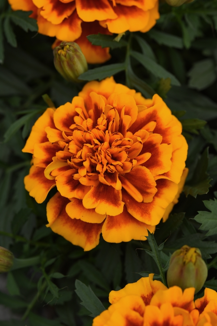 Marigold 'Bonanza Flame' - Tagetes patula (French Crested) from The Flower Spot Marigold 'Bonanza Flame' - Tagetes patula (French Crested) from The Flower Spot
