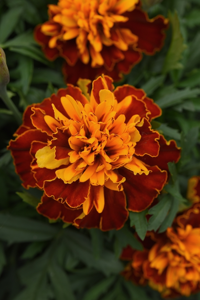 Marigold 'Bonanza Harmony' - Tagetes patula (French Crested) from The Flower Spot Marigold 'Bonanza Harmony' - Tagetes patula (French Crested) from The Flower Spot
