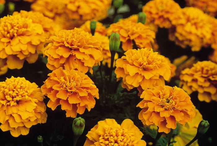Marigold 'Bonanza Orange' - Tagetes patula (French Crested) from The Flower Spot Marigold 'Bonanza Orange' - Tagetes patula (French Crested) from The Flower Spot