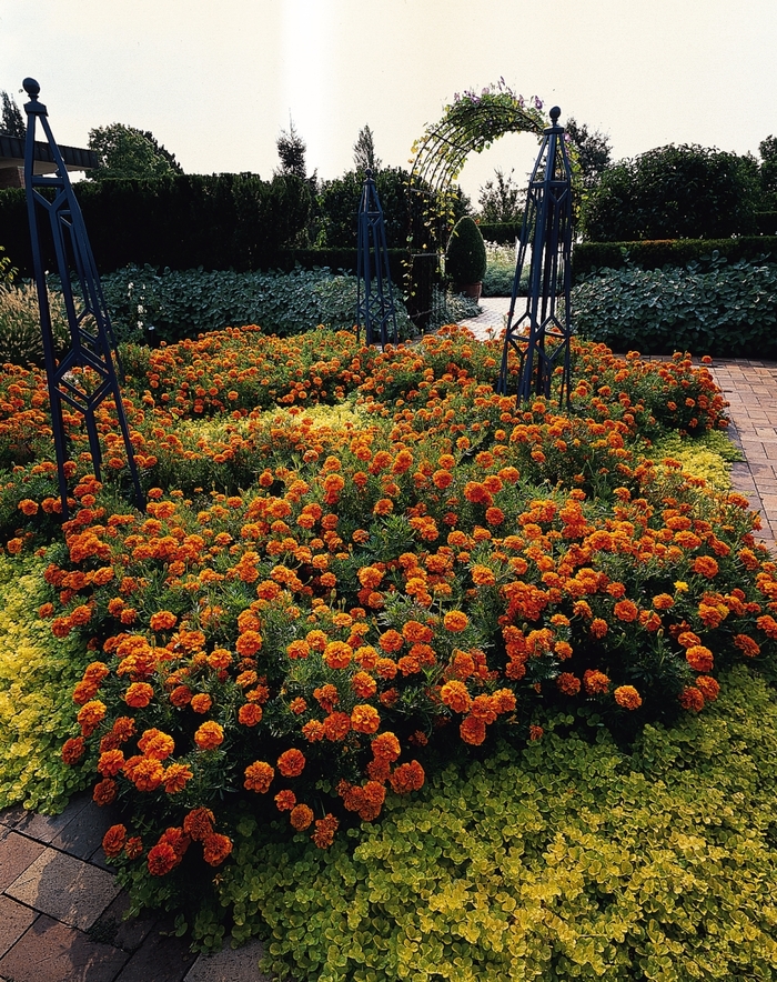 Dwarf Crested French Marigold - Tagetes patula 'Bonanza Orange' from The Flower Spot