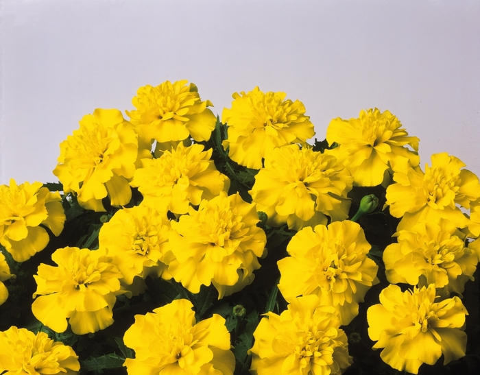 Marigold 'Bonanza Yellow' - Tagetes patula (French Crested) from The Flower Spot Marigold 'Bonanza Yellow' - Tagetes patula (French Crested) from The Flower Spot