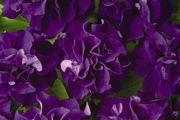 Petunia - Petunia hybrida 'Double Madness' Blue from The Flower Spot