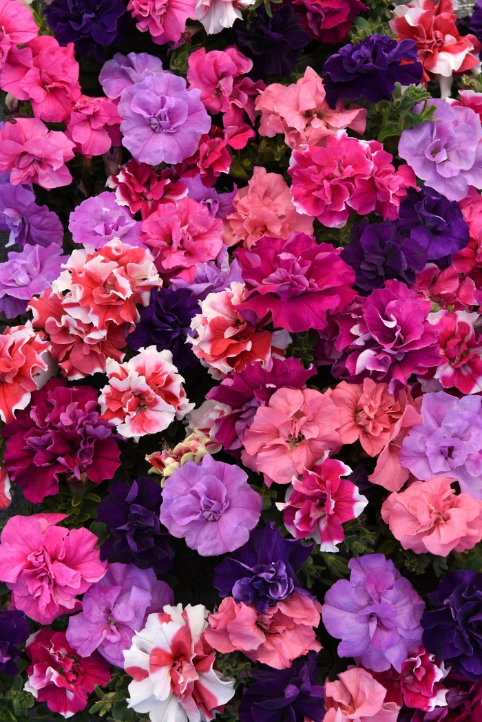 Petunia 'Double Madness Mix' - Petunia hybrid from The Flower Spot Petunia 'Double Madness Mix' - Petunia hybrid from The Flower Spot