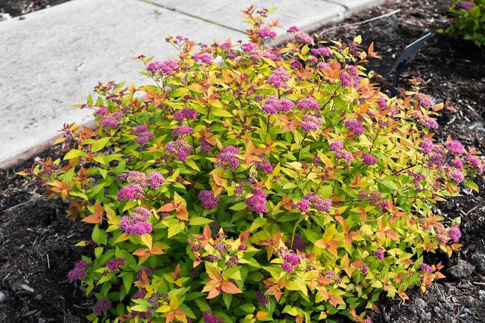Spiraea 'Poprocks™ Rainbow Fizz' - Spirea japonica from The Flower Spot Spiraea 'Poprocks™ Rainbow Fizz' - Spirea japonica from The Flower Spot