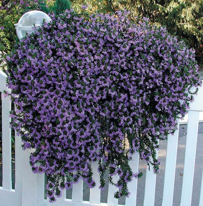 Scaevola 'Brilliant' - Scaevola (Fan Flower) from The Flower Spot Scaevola 'Brilliant' - Scaevola (Fan Flower) from The Flower Spot