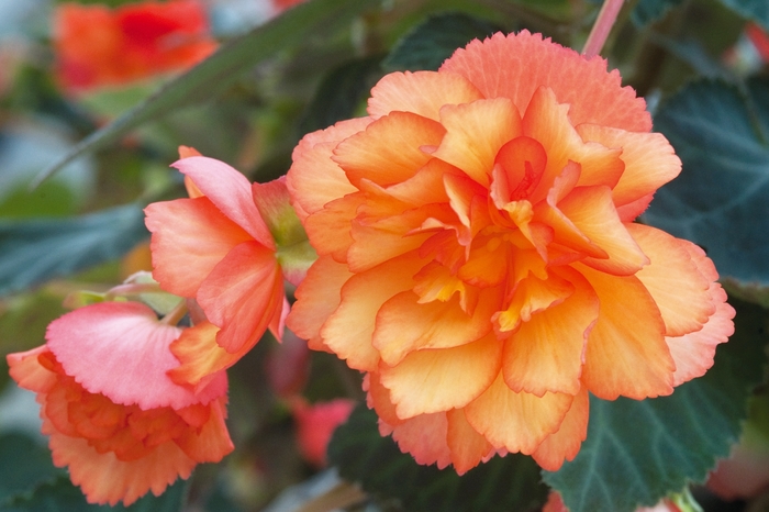 Illumination® Golden Picotee - Begonia x tuberhybrida from The Flower Spot