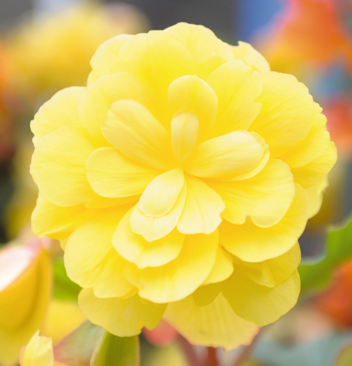 Illumination® Begonia - Begonia 'Illumination® Lemon' from The Flower Spot