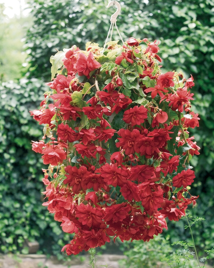 Illumination® Scarlet - Begonia x tuberhybrida from The Flower Spot Illumination® Scarlet - Begonia x tuberhybrida from The Flower Spot
