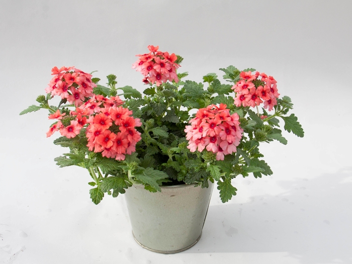Verbena 'Lascar Mango Orange' - Verbena hybrid from The Flower Spot Verbena 'Lascar Mango Orange' - Verbena hybrid from The Flower Spot