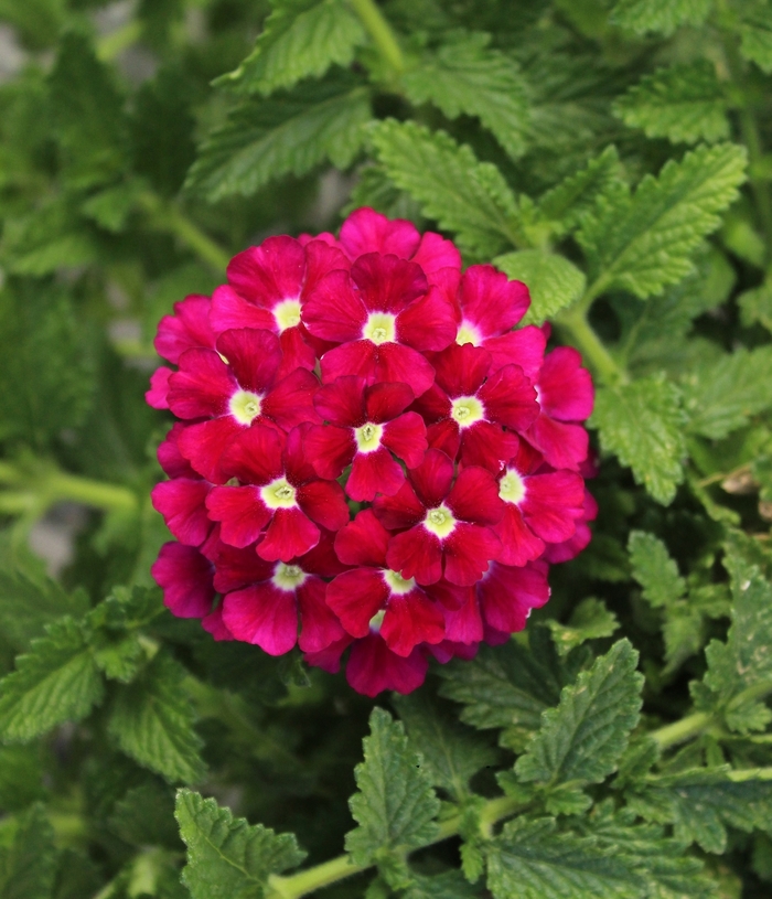 Verbena 'Firehouse Burgundy Improved' - Verbena peruviana from The Flower Spot Verbena 'Firehouse Burgundy Improved' - Verbena peruviana from The Flower Spot