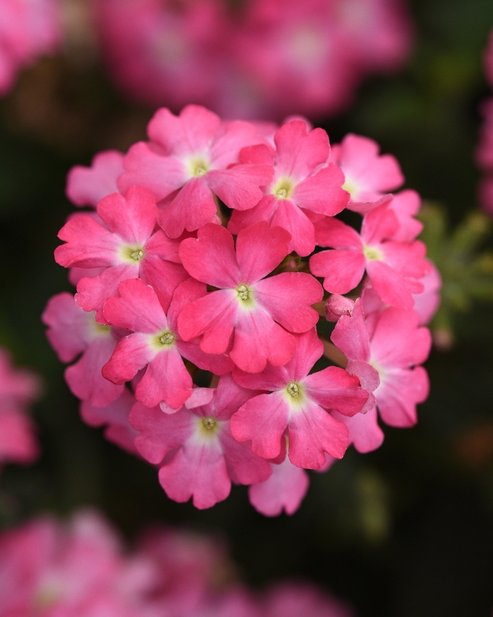 Verbena 'Firehouse Pink Improved' - Verbena peruviana from The Flower Spot Verbena 'Firehouse Pink Improved' - Verbena peruviana from The Flower Spot