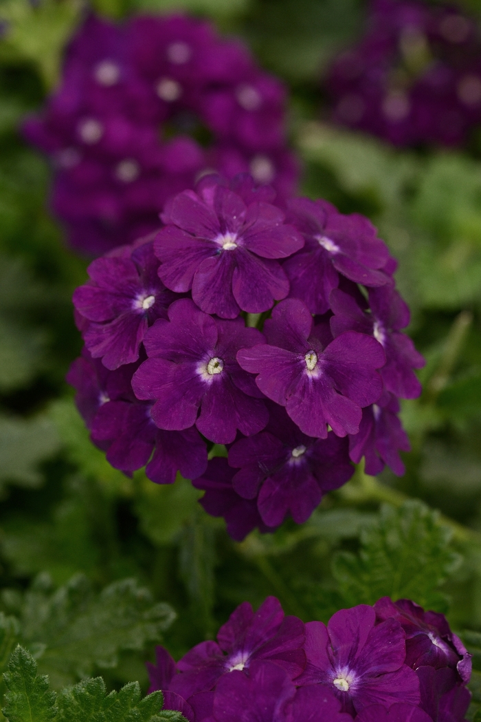 Verbena 'Firehouse Purple' - Verbena peruviana from The Flower Spot Verbena 'Firehouse Purple' - Verbena peruviana from The Flower Spot
