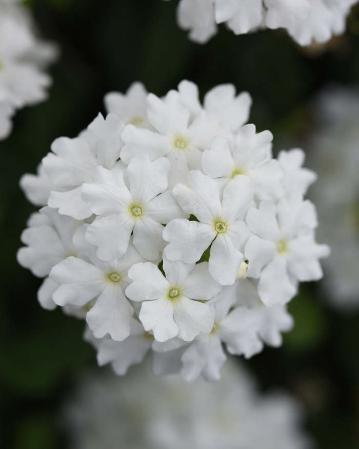 Verbena 'Firehouse White Improved' - Verbena peruviana from The Flower Spot Verbena 'Firehouse White Improved' - Verbena peruviana from The Flower Spot