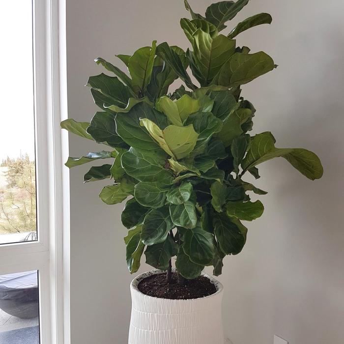 Fiddle Leaf Fig - Ficus Lyrata Bambino from The Flower Spot