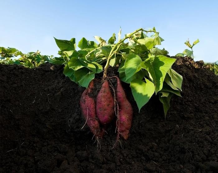 Sweet Potato - Ipomoea batatas from The Flower Spot Sweet Potato - Ipomoea batatas from The Flower Spot