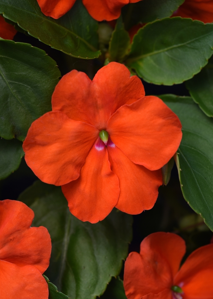 Impatiens 'Beacon Orange' - Impatiens walleriana from The Flower Spot