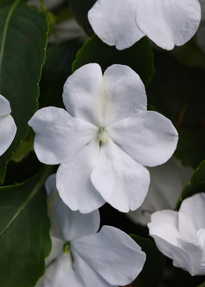 Impatiens 'Beacon White' - Impatiens walleriana from The Flower Spot