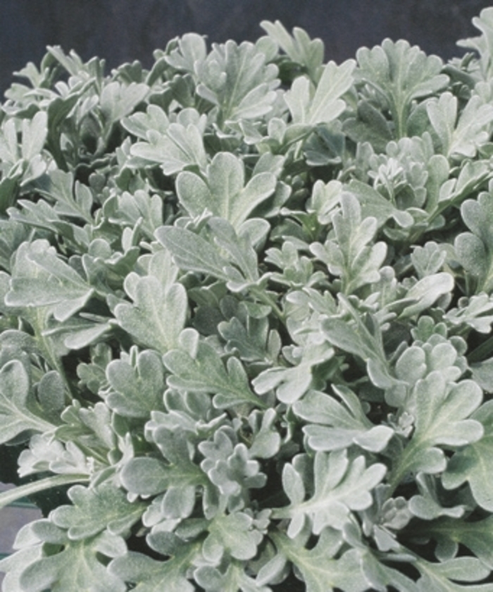 Silver Cascade® - Artemisia stelleriana from The Flower Spot