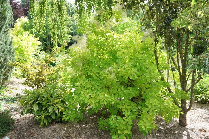 Winecraft Gold® - Cotinus coggygria from The Flower Spot
