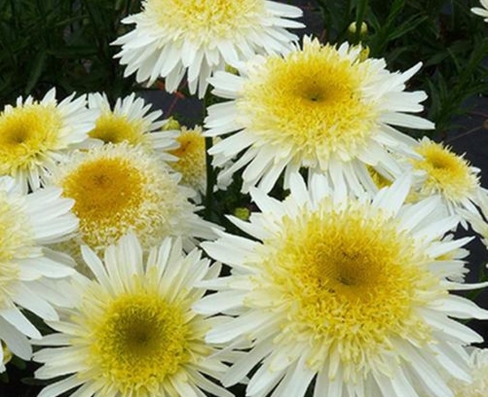 Shasta Daisy 'Real Glory' - Leucanthemum x superbum from The Flower Spot Shasta Daisy 'Real Glory' - Leucanthemum x superbum from The Flower Spot
