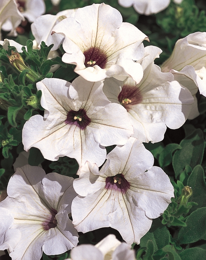 Surfinia® White - Petunia hybrid from The Flower Spot