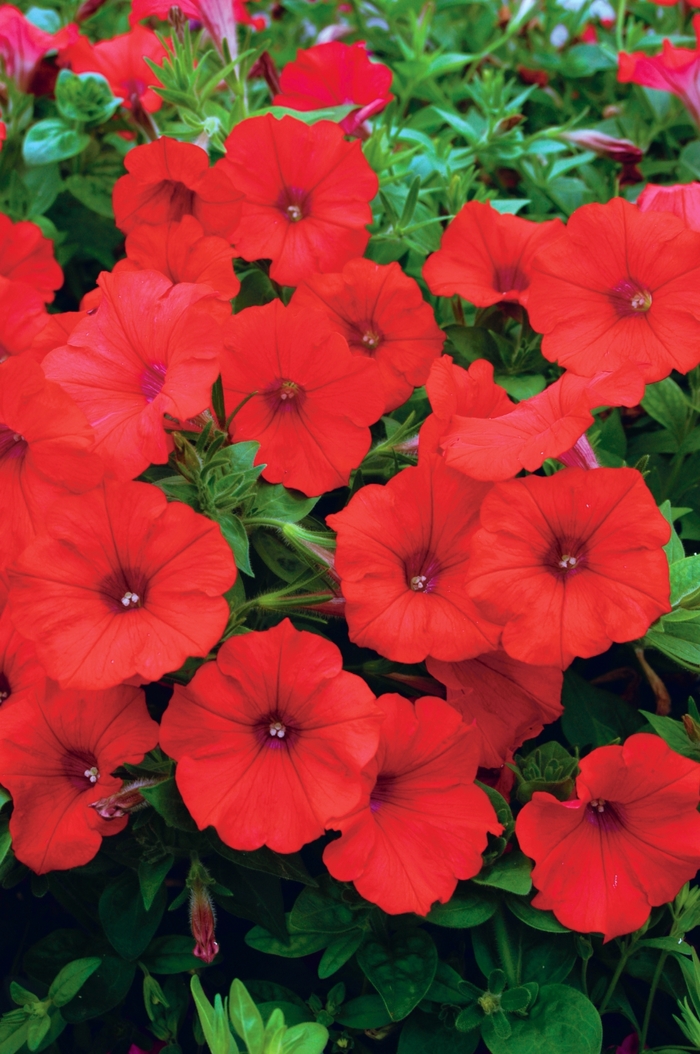 Surfinia® Red - Petunia hybrid from The Flower Spot