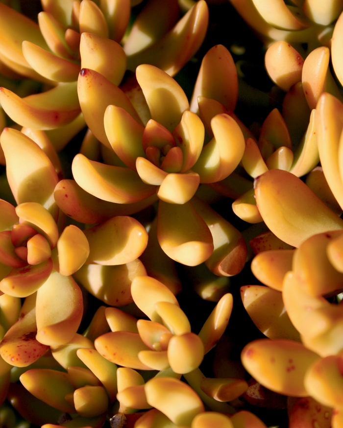 Coppertone - Sedum nussbaumerianum from The Flower Spot