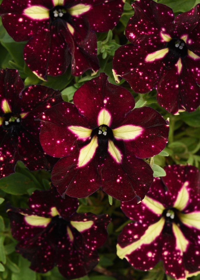 Petunia 'Headliner™ Starry Sky Burgundy' - Petunia x hybrida from The Flower Spot Petunia 'Headliner™ Starry Sky Burgundy' - Petunia x hybrida from The Flower Spot