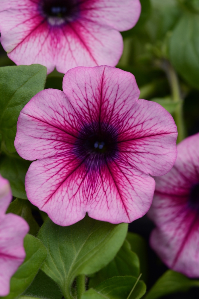 Petunia 'Sunpassion Cherry Vein' - Petunia hybrid from The Flower Spot Petunia 'Sunpassion Cherry Vein' - Petunia hybrid from The Flower Spot