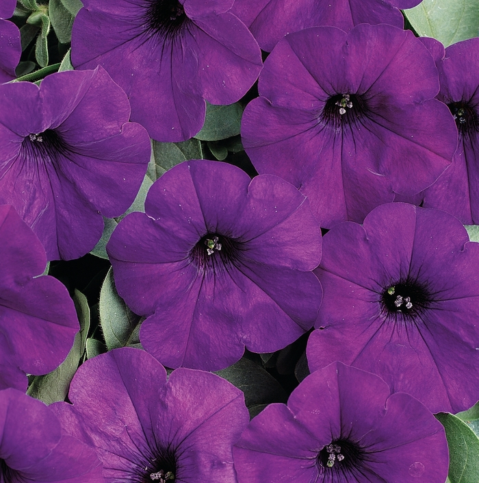 Petunia 'Easy Wave Blue' - Petunia from The Flower Spot
