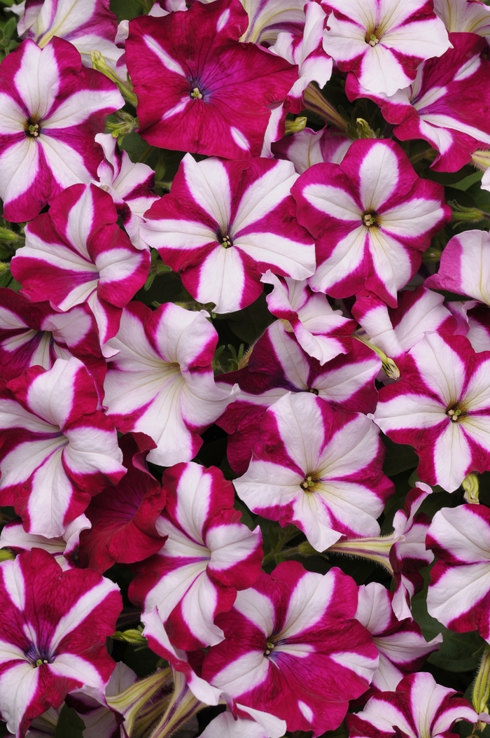 Petunia 'Easy Wave Burgundy Star' - Petunia hybrida from The Flower Spot Petunia 'Easy Wave Burgundy Star' - Petunia hybrida from The Flower Spot