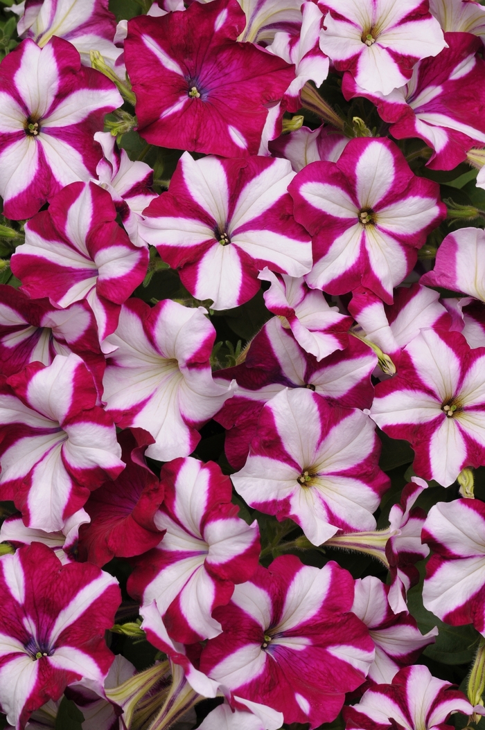 Easy Wave® Burgundy Star - Petunia hybrida from The Flower Spot