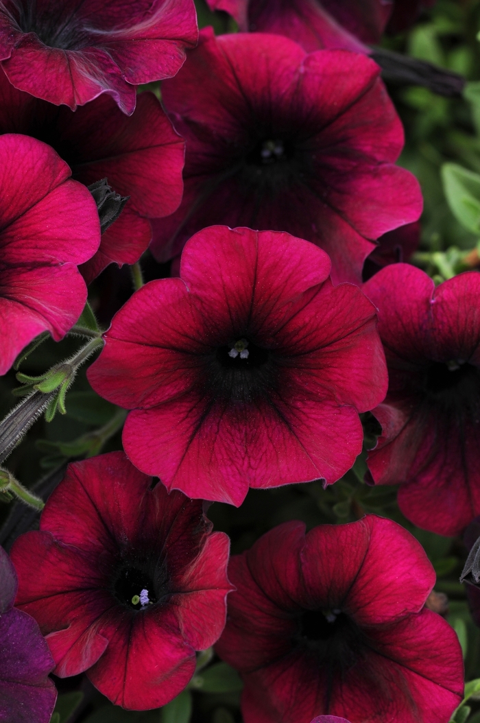 Petunia 'Easy Wave Burgundy Velour' - Petunia hybrida from The Flower Spot Petunia 'Easy Wave Burgundy Velour' - Petunia hybrida from The Flower Spot