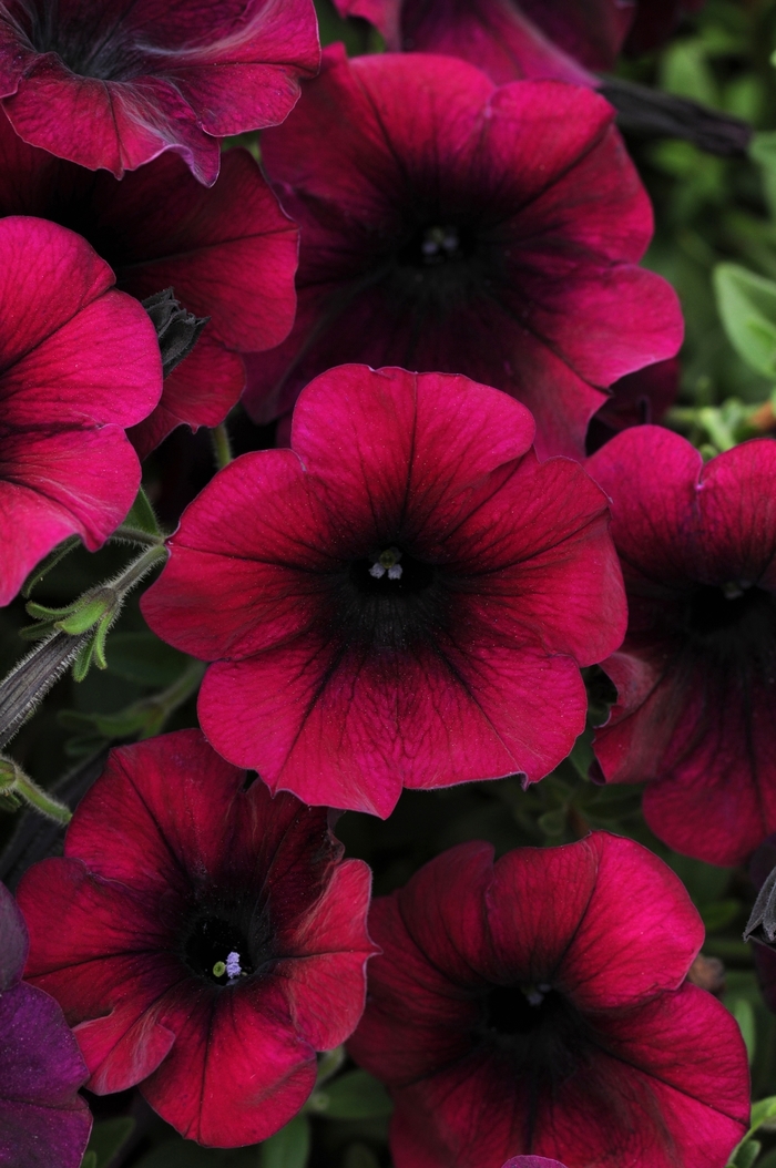 Easy Wave® Burgundy Velour - Petunia hybrida from The Flower Spot