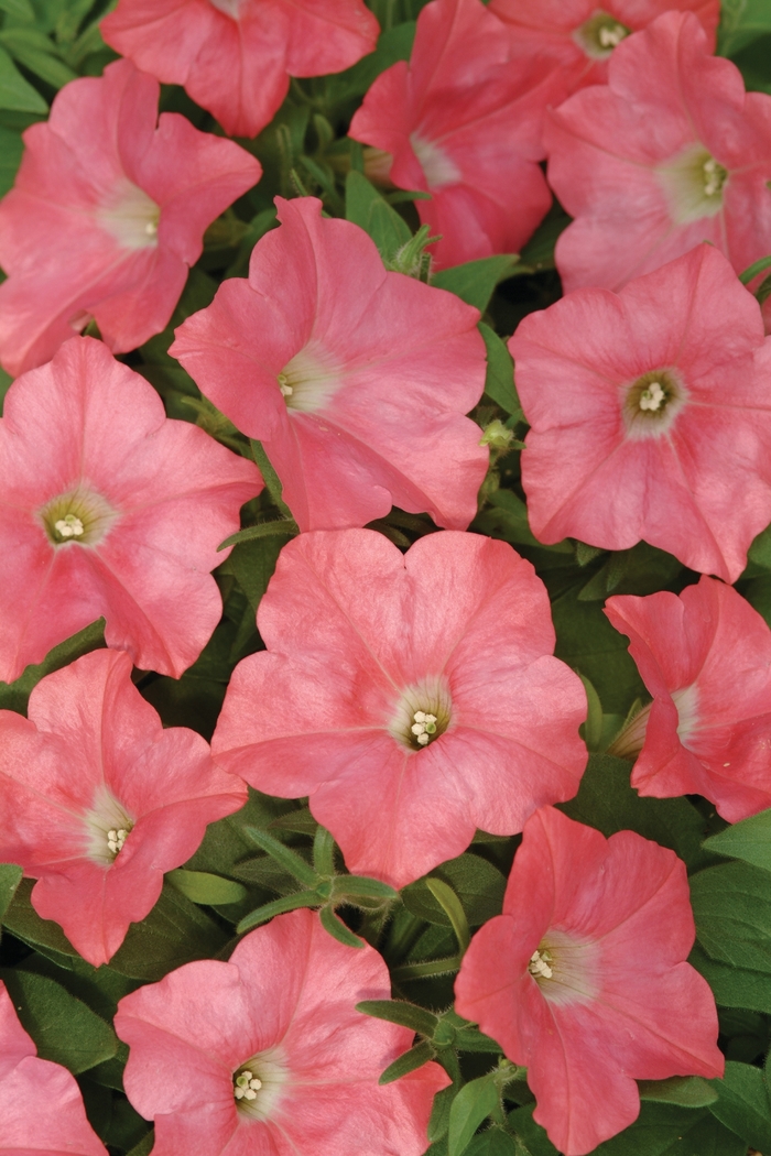 Easy Wave® Coral Reef - Petunia hybrida from The Flower Spot
