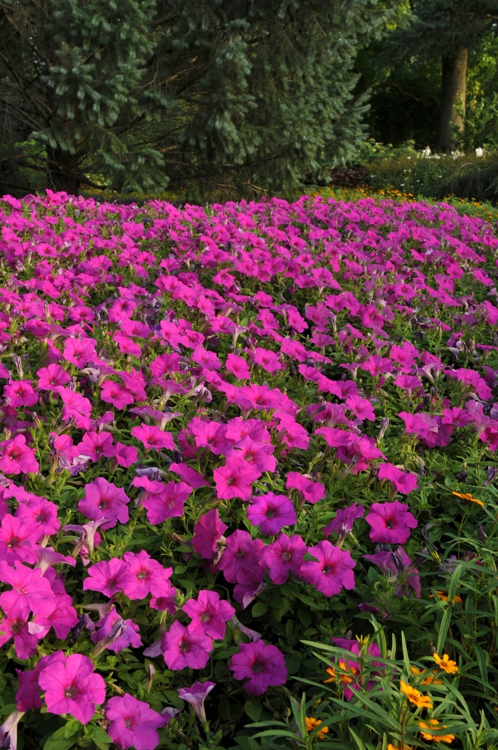 Easy Wave® Neon Rose - Petunia x hybrida from The Flower Spot