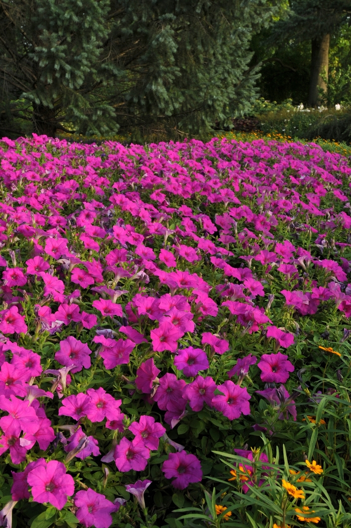 Petunia 'Easy Wave Neon Rose' - Petunia x hybrida from The Flower Spot Petunia 'Easy Wave Neon Rose' - Petunia x hybrida from The Flower Spot