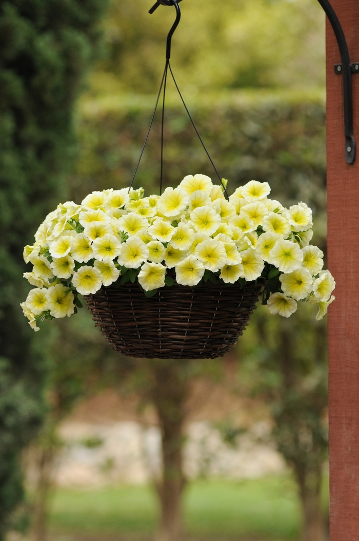 Petunia 'Easy Wave Yellow' - Petunia hybrida from The Flower Spot