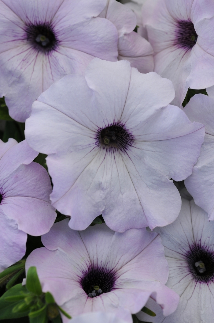 Easy Wave® Silver - Petunia hybrida from The Flower Spot