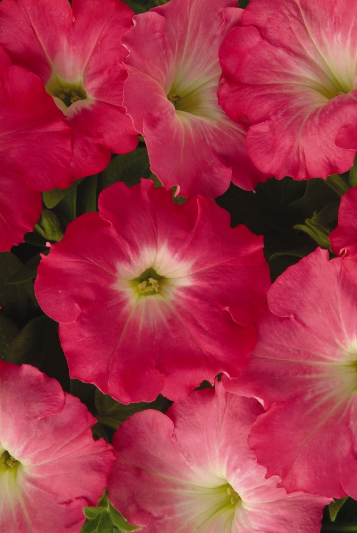 Petunia 'Easy Wave Rosy Dawn' - Petunia hybrida from The Flower Spot Petunia 'Easy Wave Rosy Dawn' - Petunia hybrida from The Flower Spot