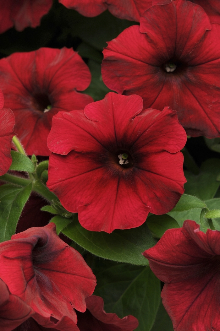 Easy Wave® Red Velour - Petunia hybrida from The Flower Spot