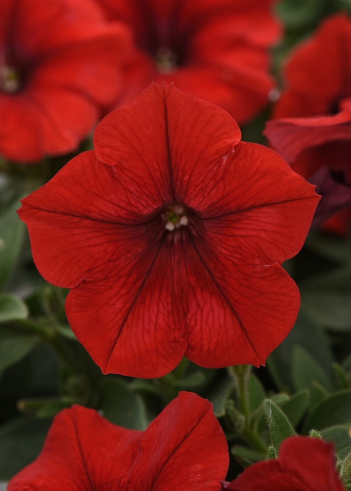 Petunia 'Easy Wave Red' - Petunia hybrida from The Flower Spot Petunia 'Easy Wave Red' - Petunia hybrida from The Flower Spot